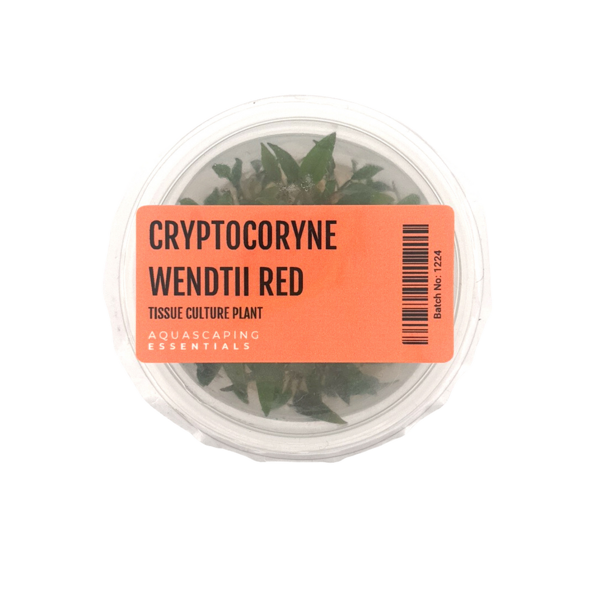 Cryptocoryne Wendtii Red Tissue Culture (Aquascaping Essentials) – The ...