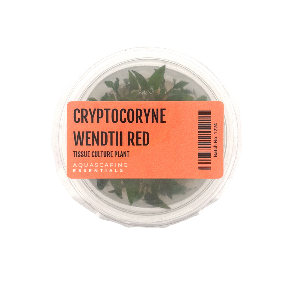 Cryptocoryne Wendtii Red Tissue Culture (Aquascaping Essentials)