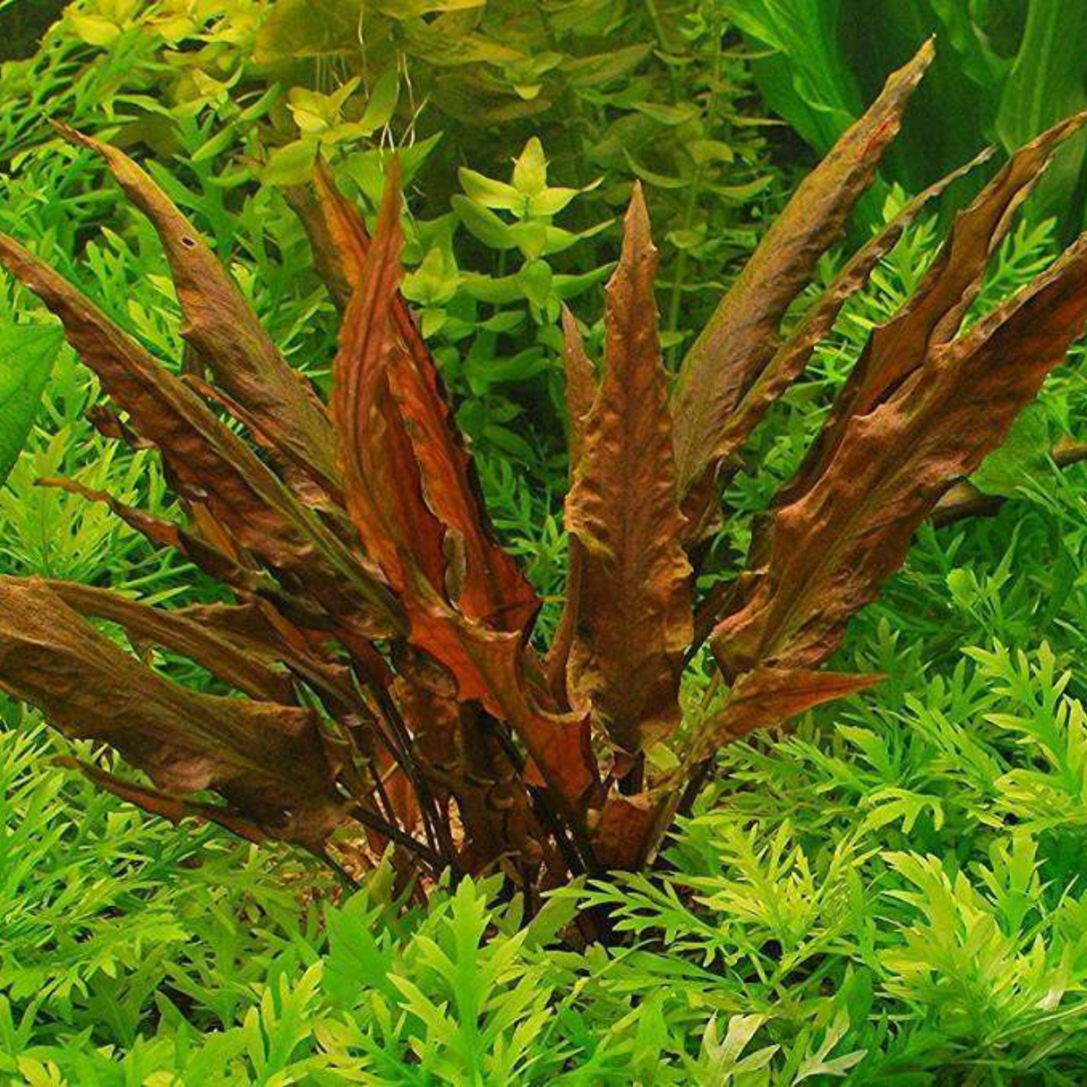 Cryptocoryne Wendtii 'Mi-Oya' Tissue Culture