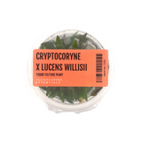 Cryptocoryne x Lucens Willisii Tissue Culture (Aquascaping Essentials)