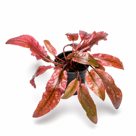 Cryptocoryne Wendtii 粉红火烈鸟