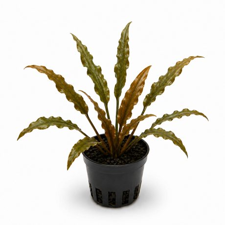 Cryptocoryne Undulata