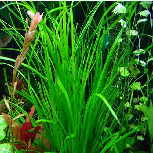 Cyperus-Helferi-Fresh-Water-Aquarium-Plant-2