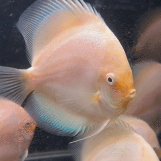 Snow White Discus - 1 - The Aquascape Shop