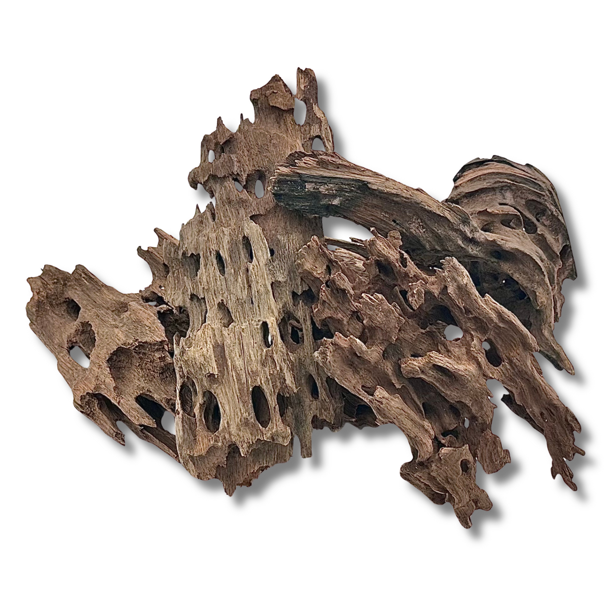 Dragon Driftwood