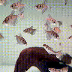 Black Widow Tetra - 1 - The Aquascape Shop