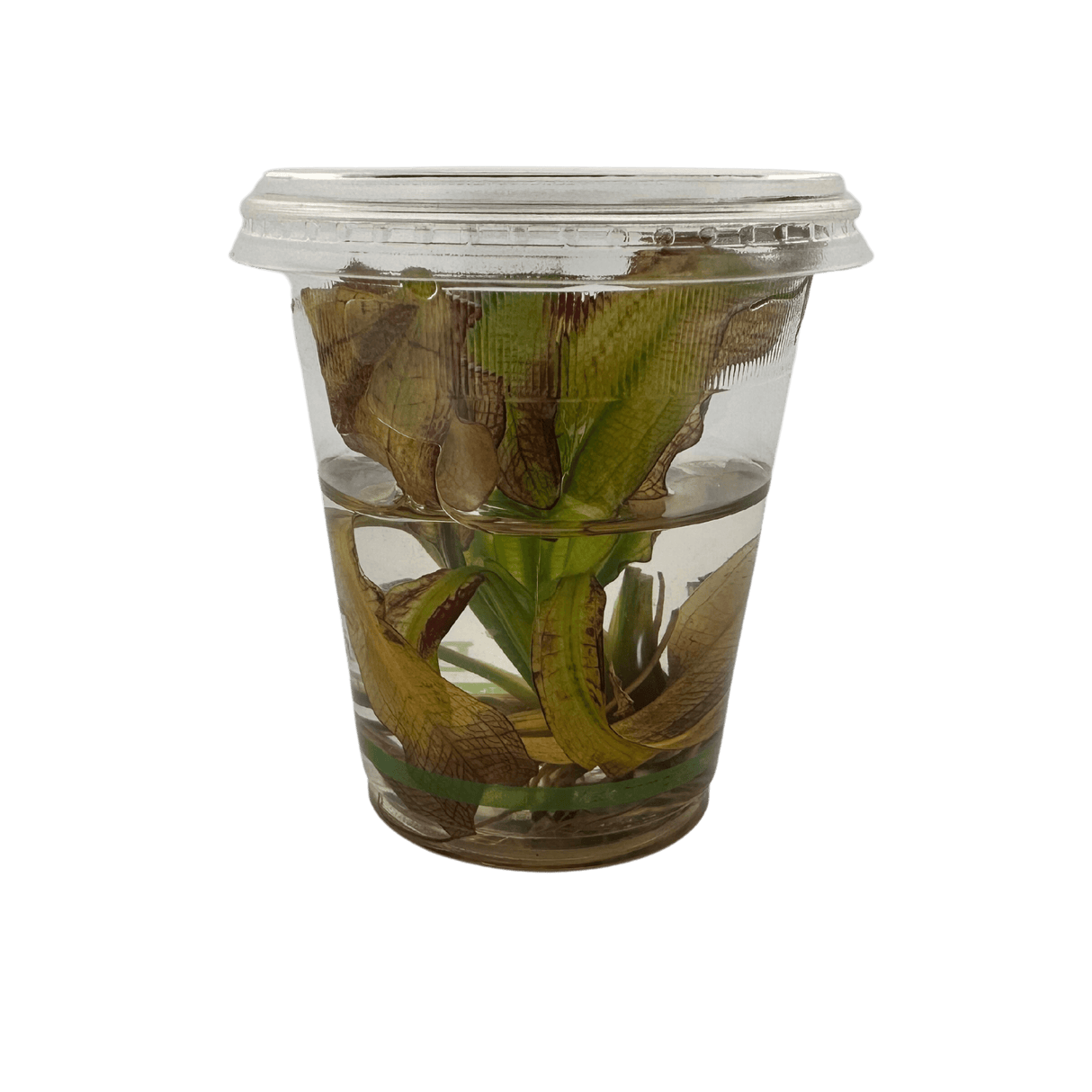 Echinodorus Martii Major Tissue Culture