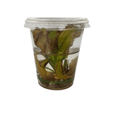 Echinodorus Martii Major Tissue Culture