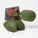 Echinodorus 'Barthii'（奥西里斯）