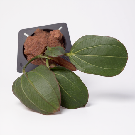 Echinodorus 'Barthii' (Osiris)