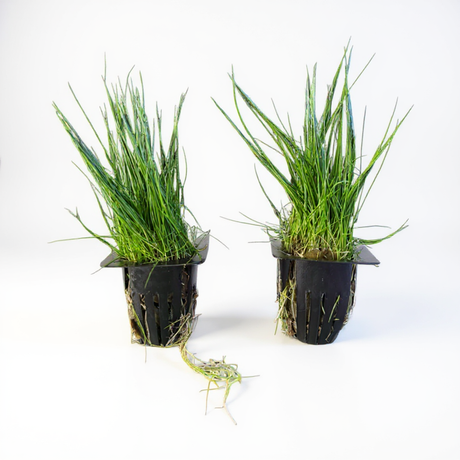 Eleocharis Acicularis (Hair Grass)
