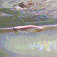 Black Arowana - 1 - The Aquascape Shop