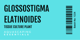 Glossostigma Elatinoides Tissue Culture (Aquascaping Essentials)