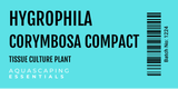 Hygrophila Corymbosa Compact Tissue Culture (Aquascaping Essentials)