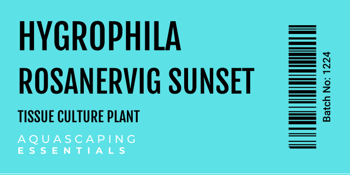 Hygrophila Rosanervig Sunset Tissue Culture (Aquascaping Essentials)