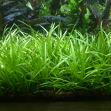 Helanthium Tenellum Tissue Culture