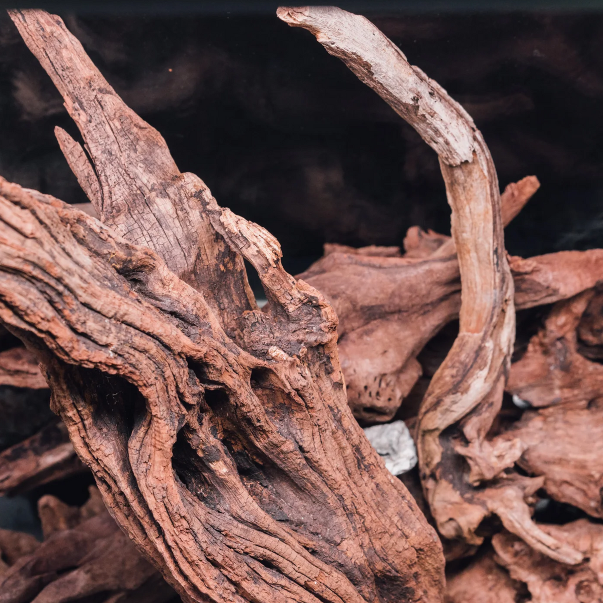 Horn Driftwood