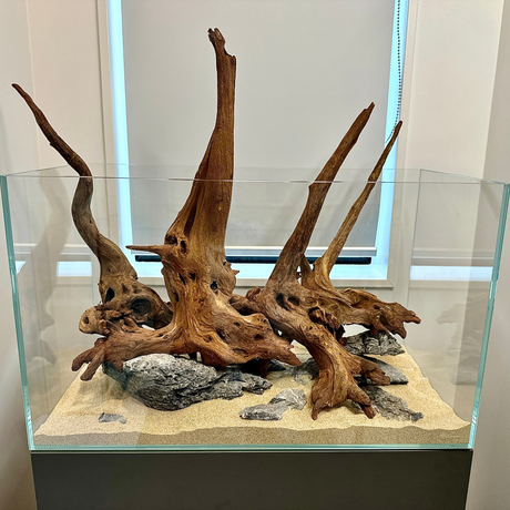 Horn Driftwood