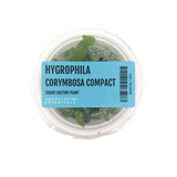 Hygrophila Corymbosa Compact Tissue Culture (Aquascaping Essentials)