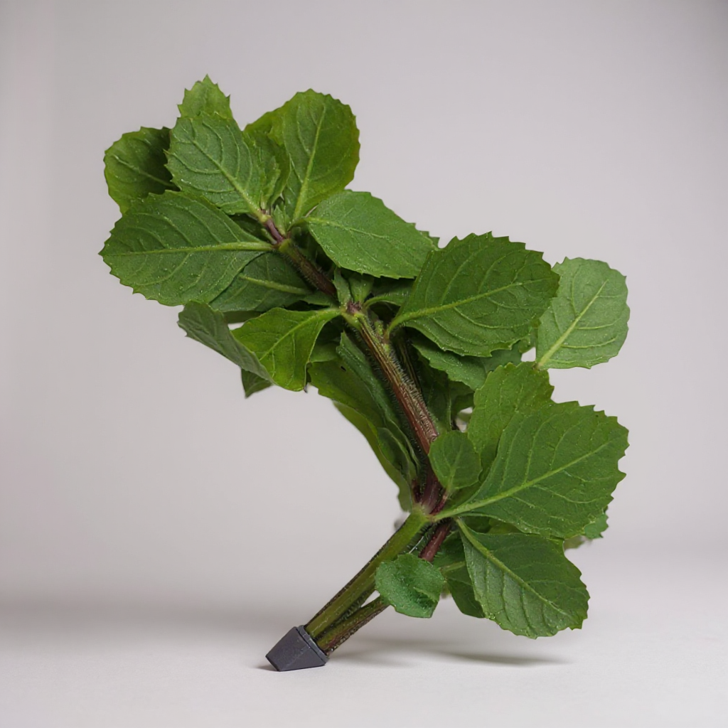 Hygrophila Difformis (Water Wisteria)