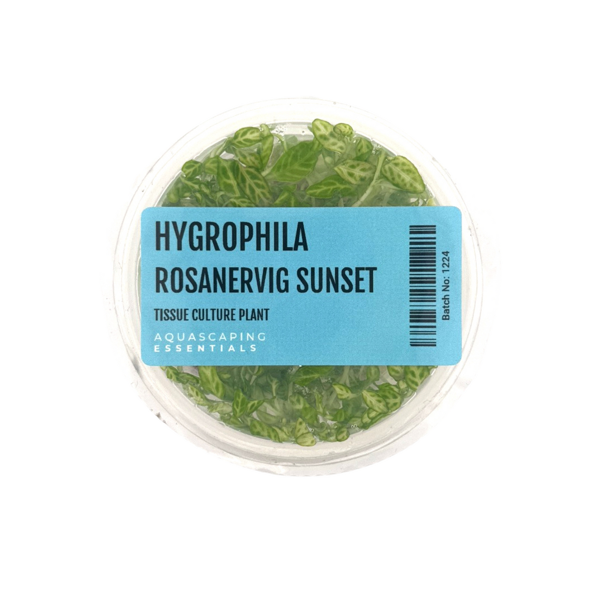 Hygrophila Rosanervig Sunset Tissue Culture (Aquascaping Essentials)