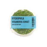 Hygrophila Rosanervig Sunset Tissue Culture (Aquascaping Essentials)