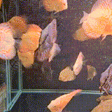 Blood Red Map Discus - 3 - The Aquascape Shop