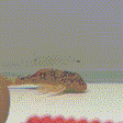 Sunshine Pleco (L014) - 1 - The Aquascape Shop