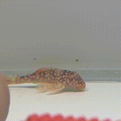 Sunshine Pleco (L014) - 1 - The Aquascape Shop