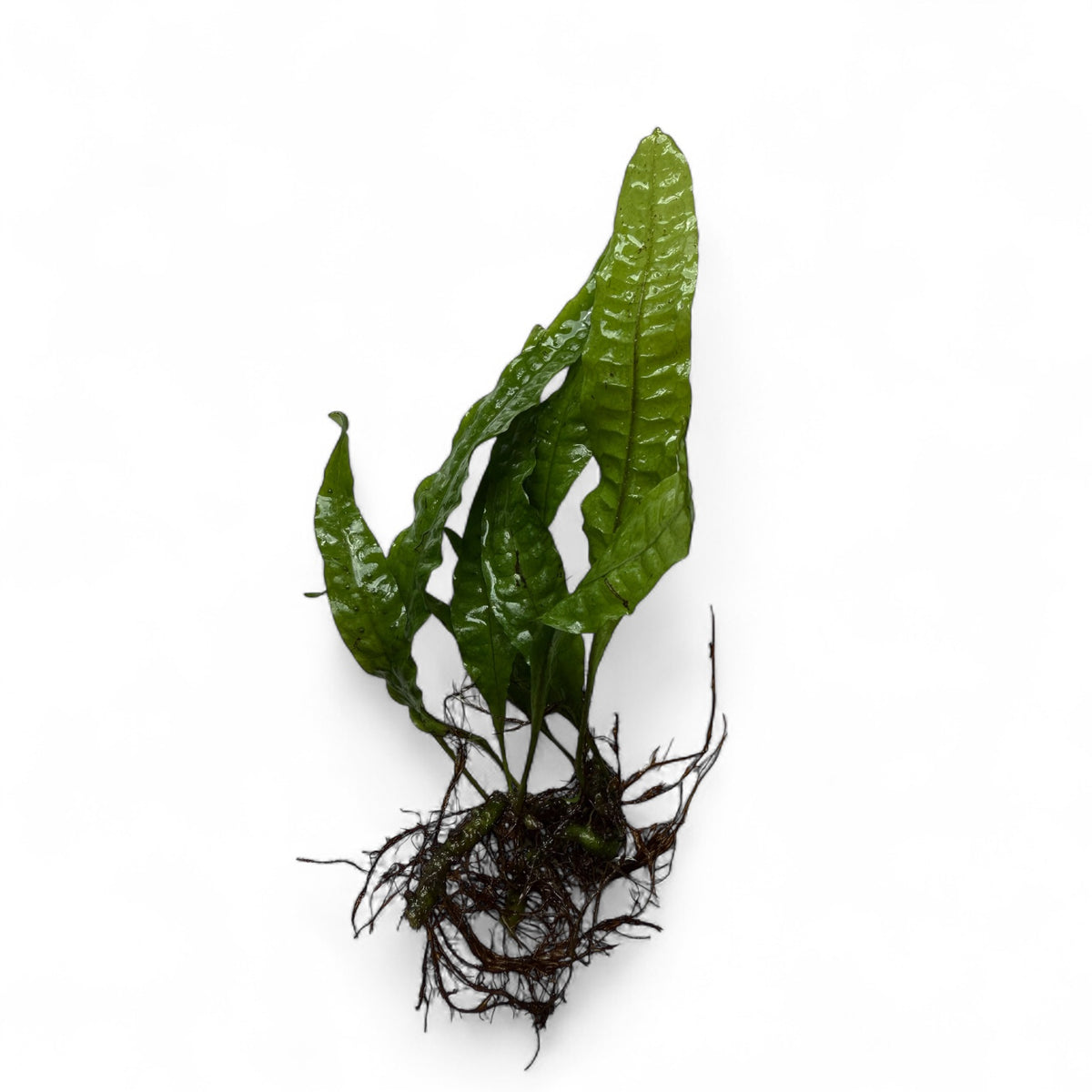 Java Fern Razion Philippine Java Fern Microsorum NZ | The Aquascape Shop