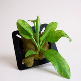 Echinodorus Cordifolius“大理石女王”（稀有）