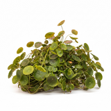 Hydrocotyle Verticillata