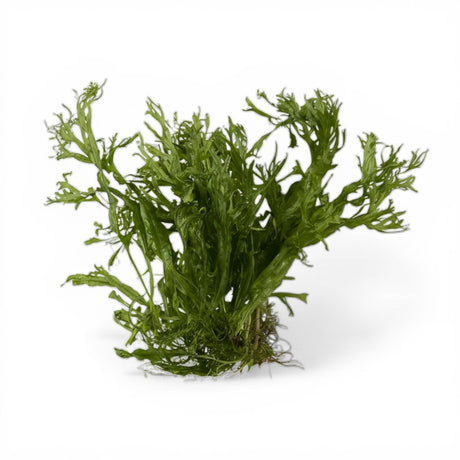 Microsorum pteropus 'Windeløv' Java Fern