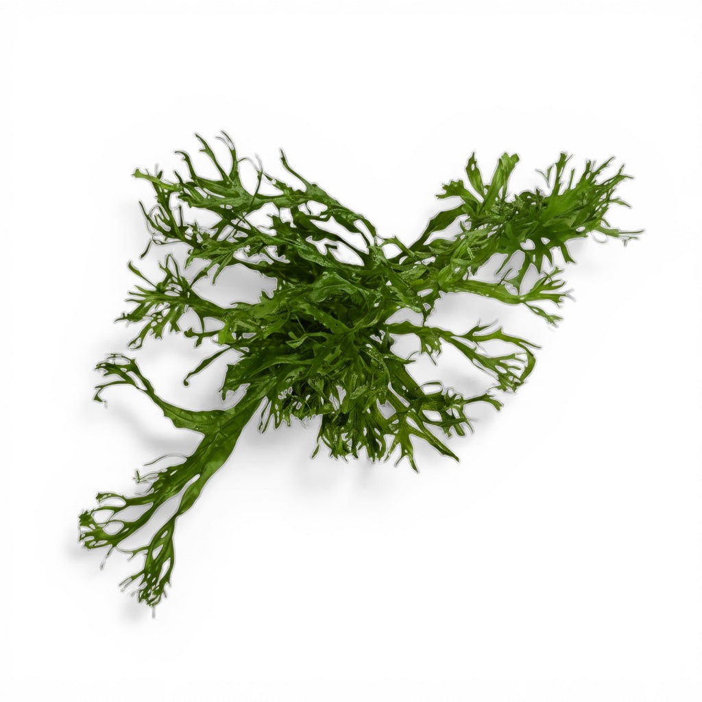 Microsorum pteropus 'Windeløv' Java Fern