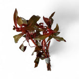 Ludwigia Glandulosa