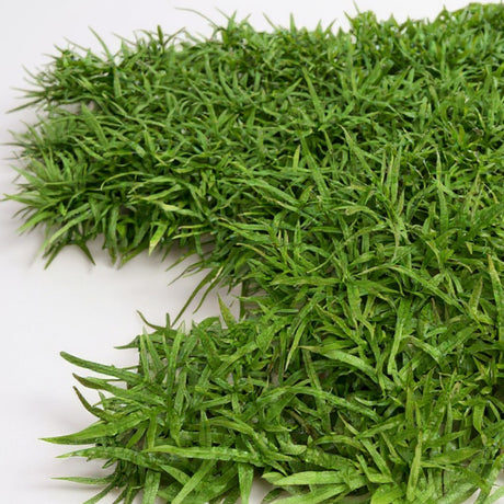 Java Fern Aquarium Plants