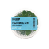 Lobelia Cardinalis Mini Tissue Culture (Aquascaping Essentials)