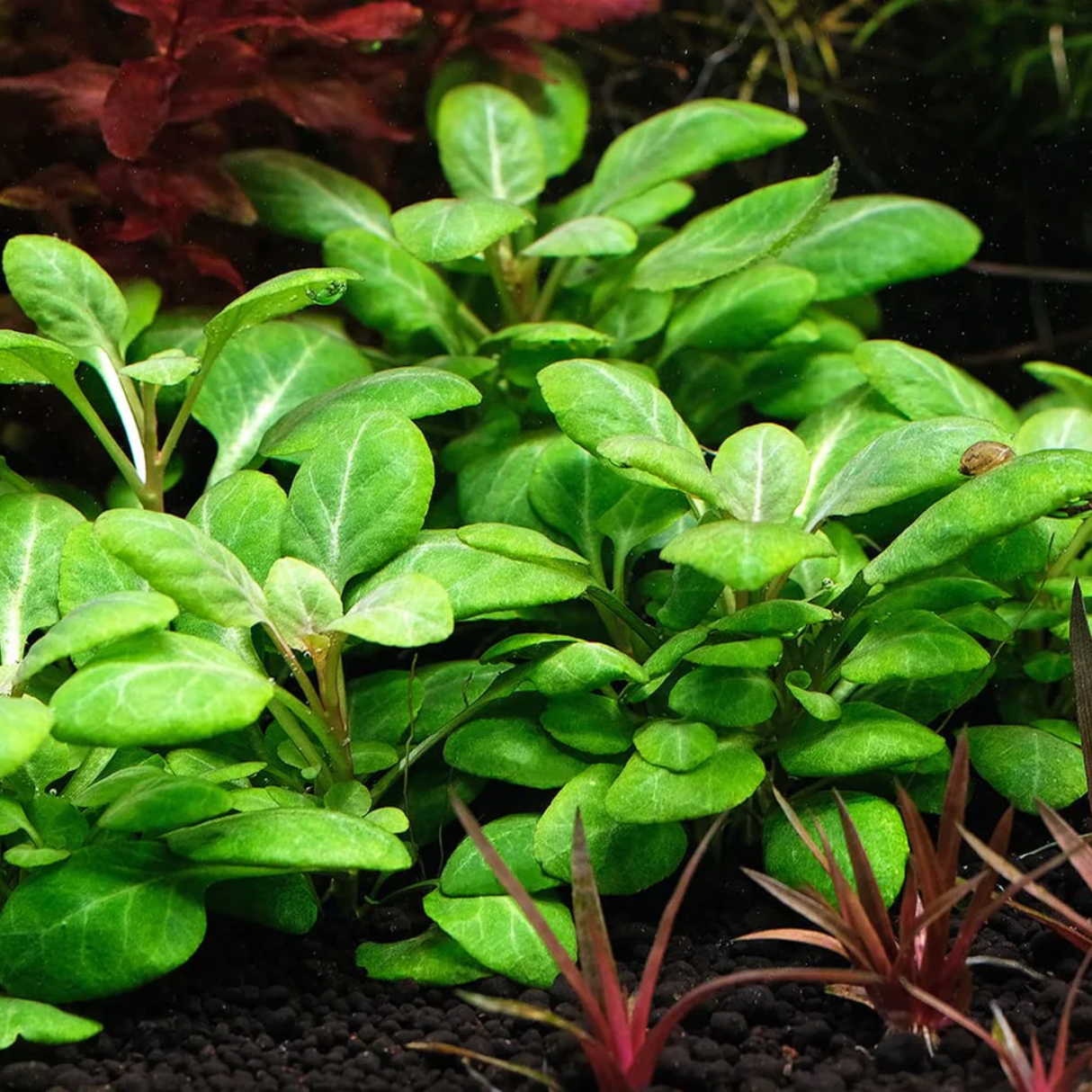 Lobelia Cardinalis Mini Tissue Culture