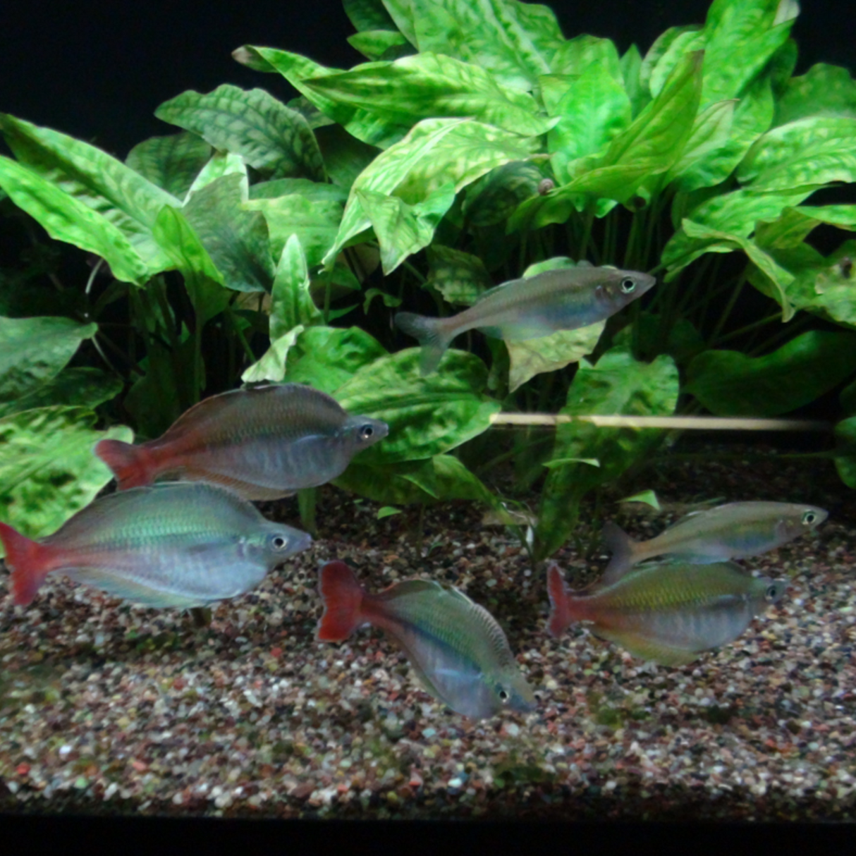 Cryptocoryne Pontederifolia ‘Schott’ Tissue Culture (Aquascaping Essentials)