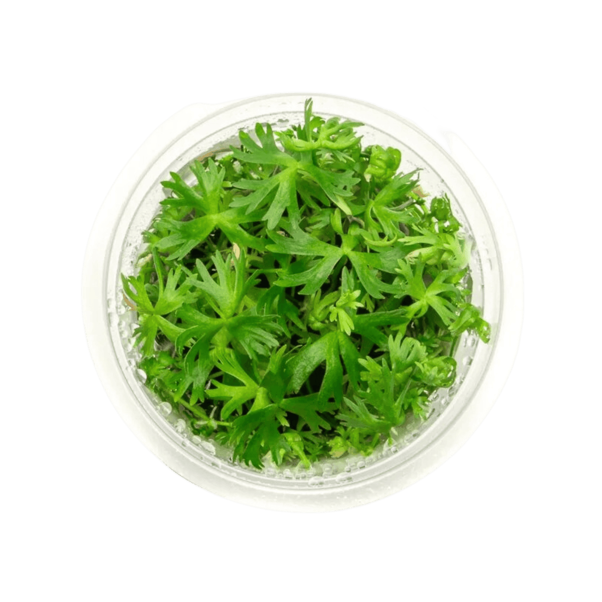 Ranunculus Inundatus Tissue Culture