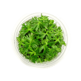 Ranunculus Inundatus Tissue Culture