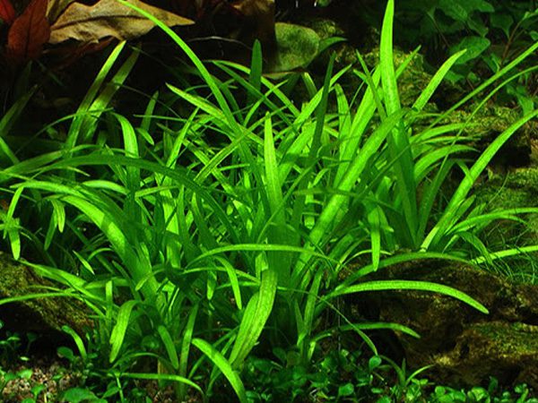 Sagittaria-subulata