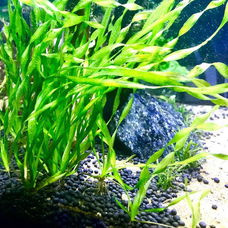 Vallisneria Spiralis ‘Torta’ (Twisted Vallisneria)