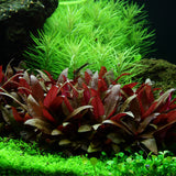 Alternanthera Reineckii 'Mini' (Rare) - The Aquascape Shop