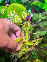 Alternanthera Reineckii 'Mini' (Rare) - The Aquascape Shop