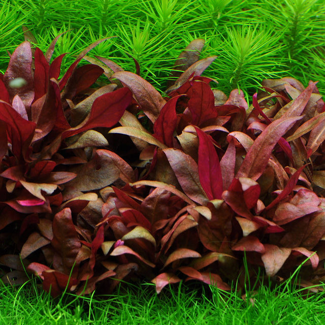 Alternanthera Reineckii 'Mini' (Rare) - The Aquascape Shop