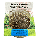 Alternanthera Reineckii 'Mini' Tissue Culture - The Aquascape Shop