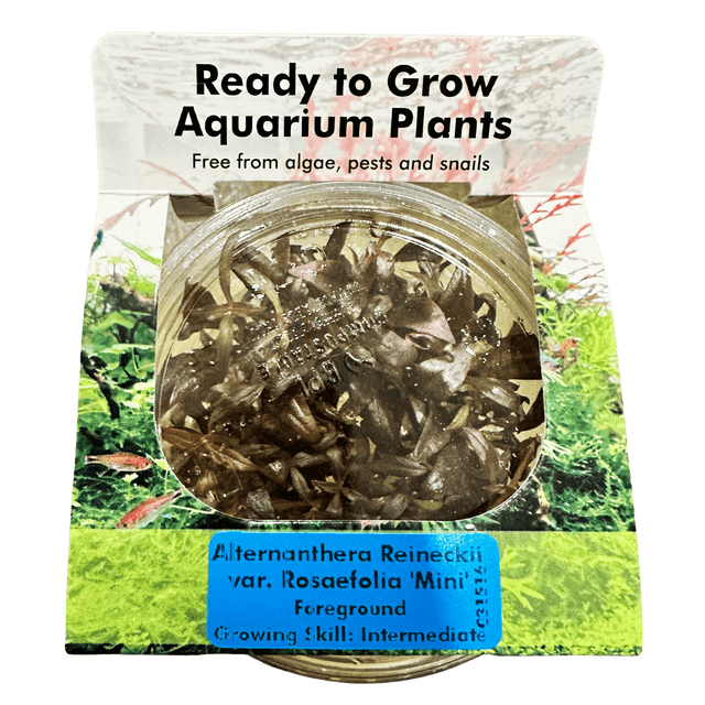 Alternanthera Reineckii 'Mini' Tissue Culture - The Aquascape Shop