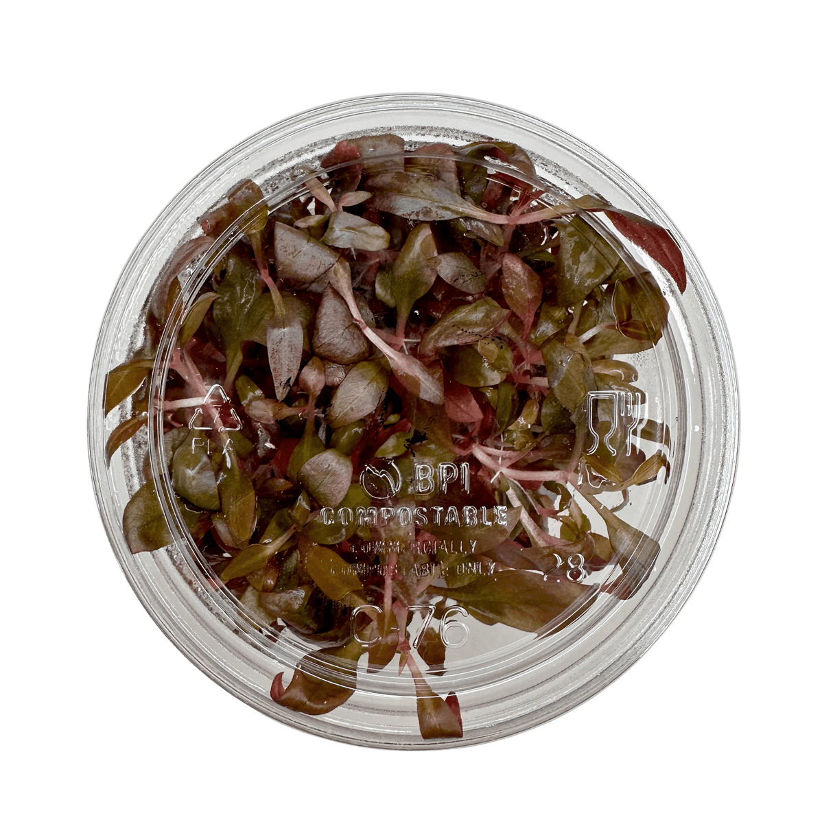 Alternanthera Reineckii 'Mini' Tissue Culture - The Aquascape Shop
