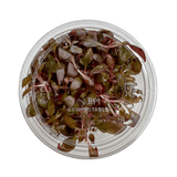 Alternanthera Reineckii 'Mini' Tissue Culture - The Aquascape Shop